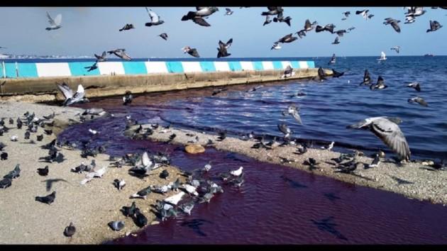 Стаття Фиолетовое море: в Крыму произошло новое ЧП – фото Утренний город. Крим