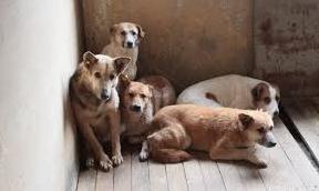Стаття У Бахмуті створять пункт стерилізації безпритульних тварин Ранкове місто. Крим