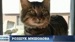 Стаття В Днепре разыскивают пропавшего работника музея – кота Семена! ФОТО Ранкове місто. Крим