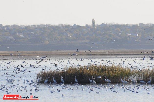 Стаття Тилігульський лиман - найдавніша «траса» міграції птахів (фото) Ранкове місто. Крим