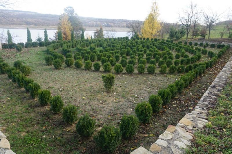 Стаття На Буковині відкрився перший сімейний дендропарк рідкісних та екзотичних дерев Ранкове місто. Крим