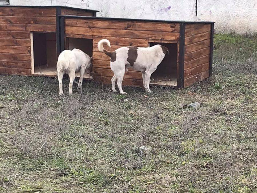 Стаття У Кривому Розі волонтери встановили будки для безпритульних собак Ранкове місто. Крим