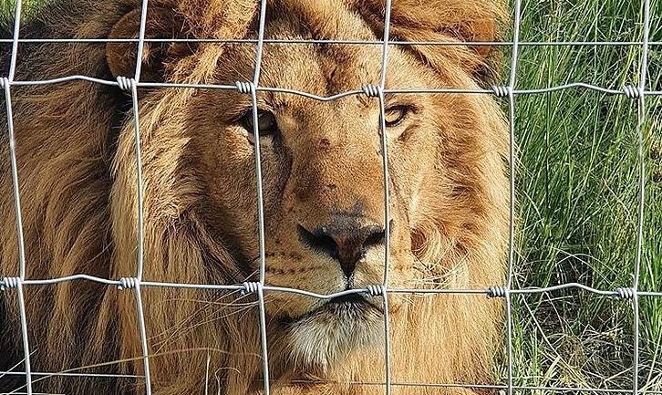 Стаття Врятованого із покровського «зоопарку смерті» льва перевезли до центру в Південній Африці. Фото Ранкове місто. Крим