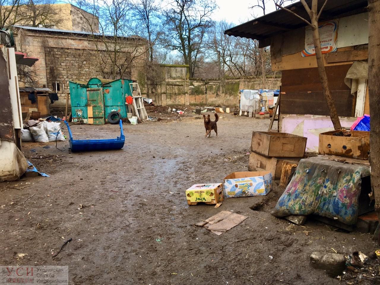 Стаття «Хожу по трамваям, прошу собакам на еду...": реалии приюта в парке Савицкого (фото) Ранкове місто. Крим