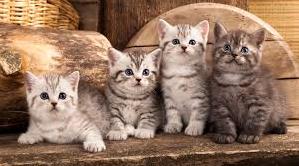 Стаття Кошкино новоселье – волонтеры установили еще три домика для котов Ранкове місто. Крим