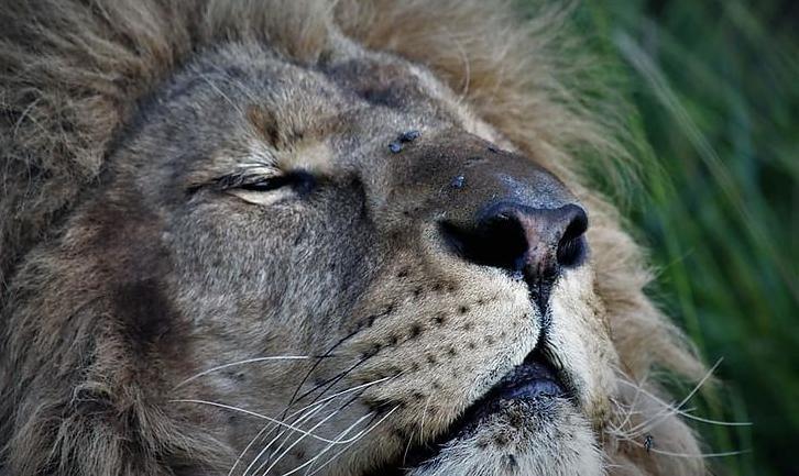 Стаття Як у Південній Африці живе врятований із покровського «зоопарку смерті» лев? ФОТО Ранкове місто. Крим