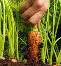 Стаття На Одещині виготовляють агропелети з моркви і петрушки Ранкове місто. Крим
