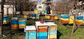 Стаття Бджоляр-атовець на Донбасі розвиває пасіку і мріє відкрити пекарню Ранкове місто. Крим