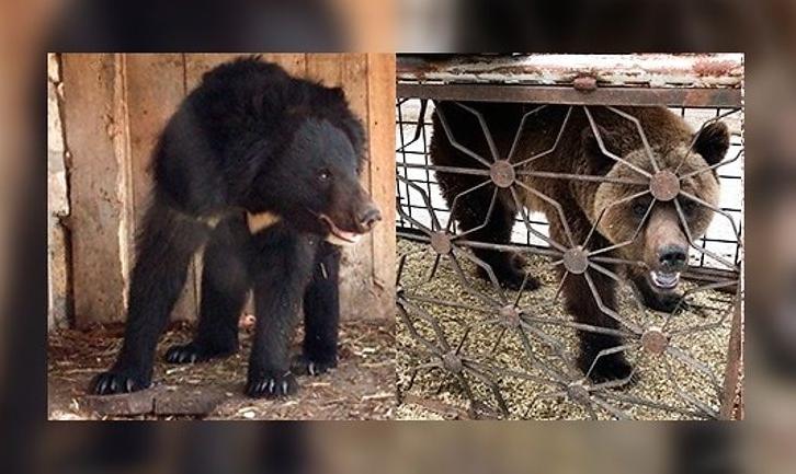 Стаття Волонтери збирають кошти для перевезення на реабілітацію ведмедів із покровського «зоопарку смерті» Ранкове місто. Крим