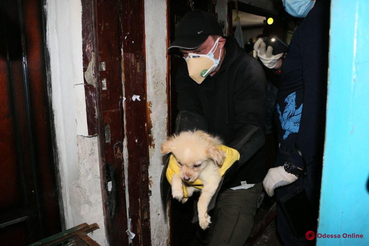 Стаття В полицию обратились соседи женщины: одесситка держала дома 16 собак. ФОТО Ранкове місто. Крим