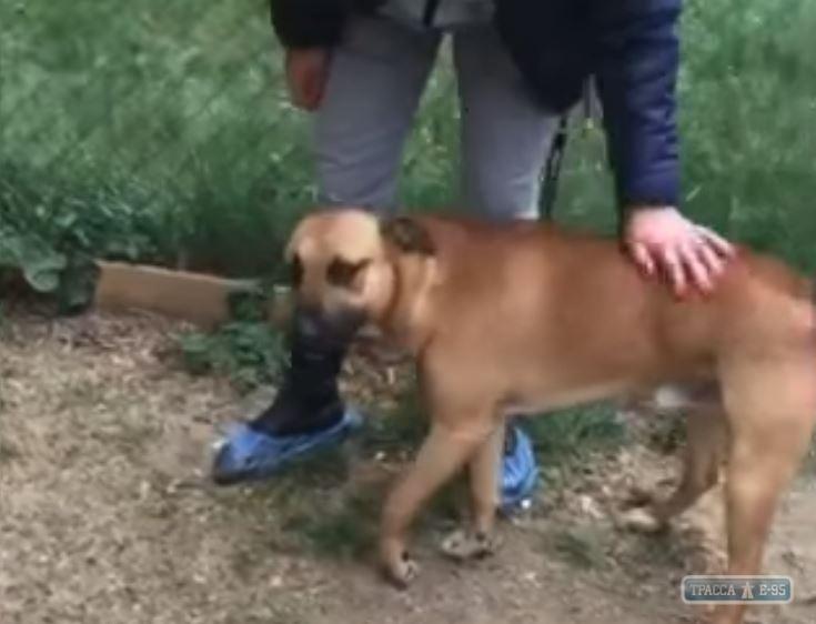 Стаття Зоозащитники взяли под опеку раненого полицейским пса Ранкове місто. Крим