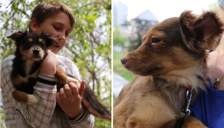 Стаття Спасенные из живодерни: собаки из квартиры на Гагарина привыкают к новой жизни (фото) Ранкове місто. Крим