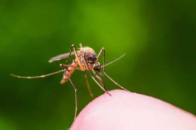 Стаття В Минздраве объяснили украинцам, переносят ли коронавирус мухи и комары Ранкове місто. Крим