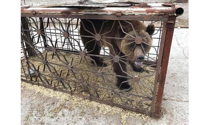 Стаття Врятованих із покровського «зоопарку смерті» звірів хочуть виставити на аукціон Ранкове місто. Крим