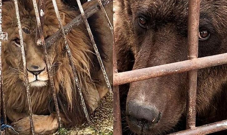 Стаття Волонтери закликають Шмигаля не допустити продажу звірів із покровського «зоопарку смерті» Ранкове місто. Крим