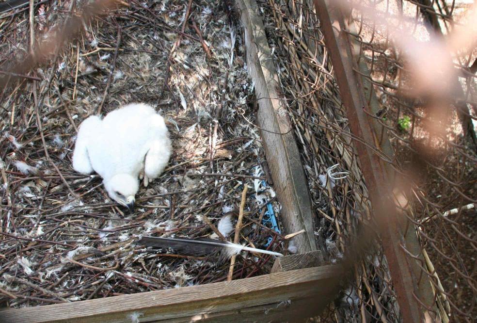 Стаття Впервые в Украине: в одесском зоопарке вылупился птенец орла-могильника Ранкове місто. Крим