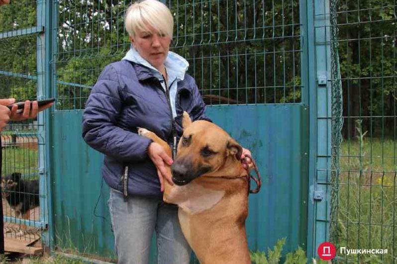 Стаття «Собака-обнимака»: что сейчас происходит с собакой, в которую стреляли одесские патрульные. Фото Ранкове місто. Крим