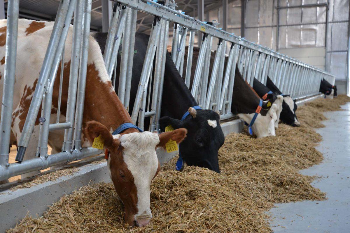 Стаття На Львівщині відкрили п’ять сімейних молочних ферм Ранкове місто. Крим