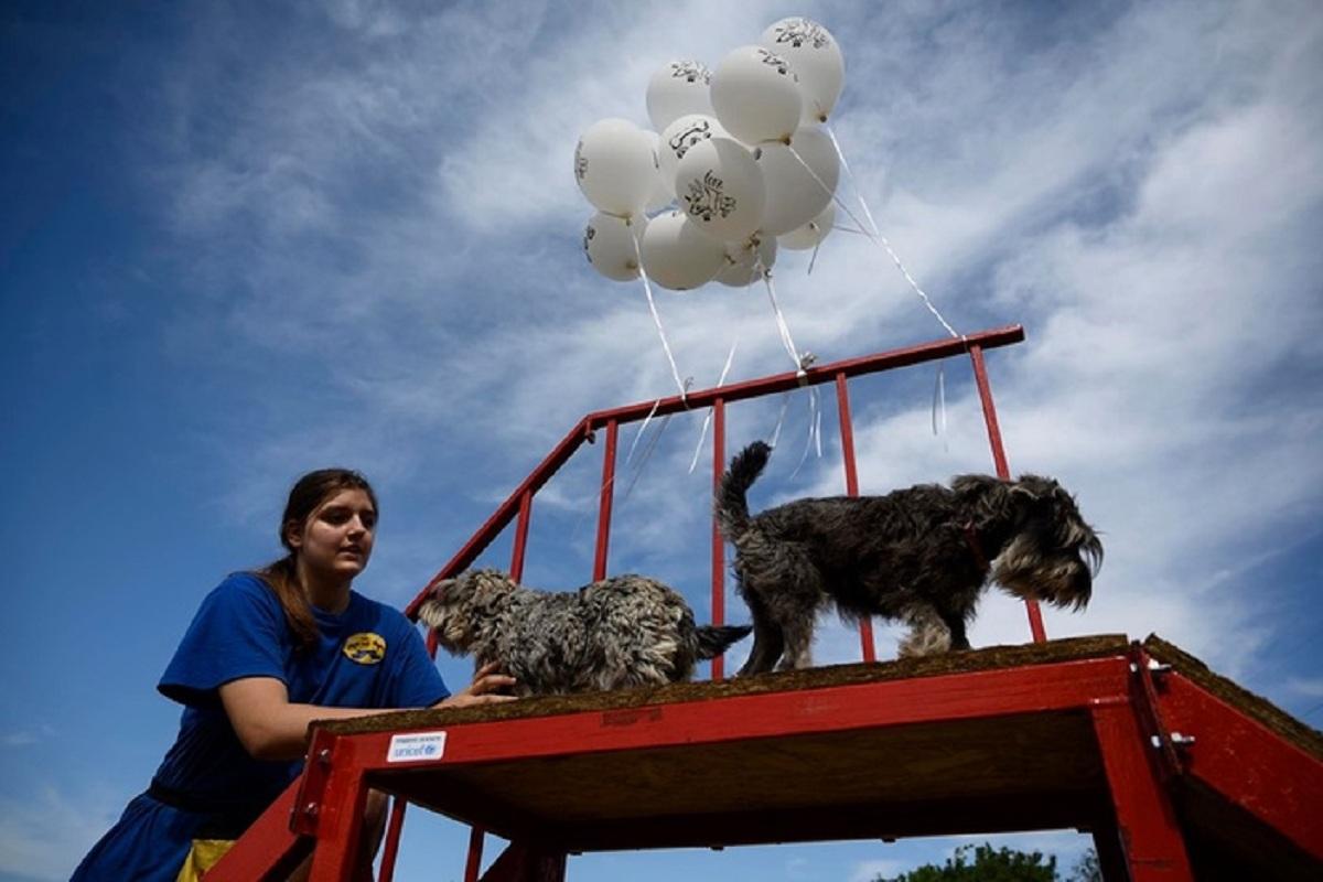 Стаття Молодь Маріуполя створила перший в місті майданчик для вигулу собак Ранкове місто. Крим