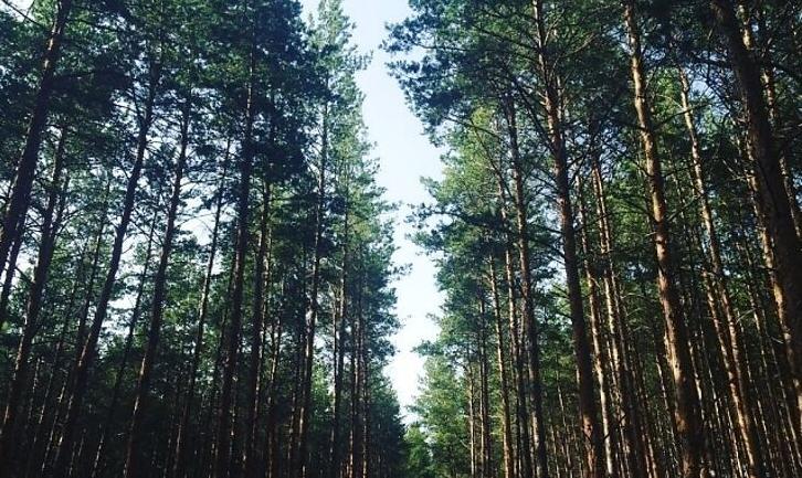 Стаття На Донеччині заборонили відвідувати ліси під час надзвичайної спеки Ранкове місто. Крим