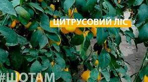 Стаття Лісівники виростили лимонний ліс посеред сосен на Черкащині Ранкове місто. Крим