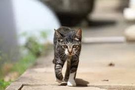 Стаття У Львові встановили перші котівнички для безпритульних котів (ФОТО) Ранкове місто. Крим