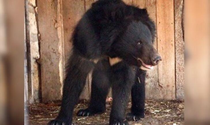 Стаття Зоозахисники збирають кошти на реабілітацію ведмедиці з покровського «зоопарку смерті» Ранкове місто. Крим