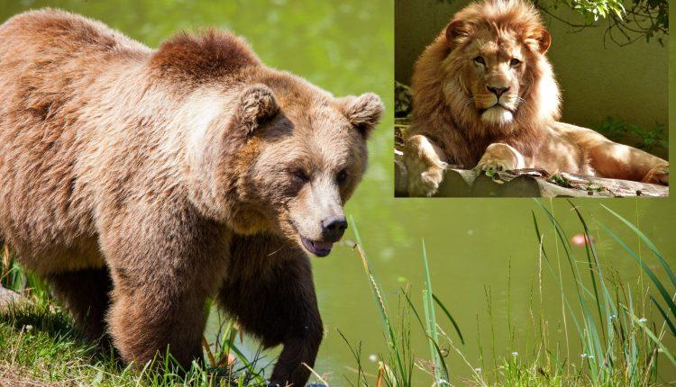 Стаття Конфискованных Минюстом медведей и львов подарили Национальным паркам Ранкове місто. Крим