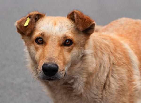 Стаття «Ветеринары без границ» будут стерилизовать бездомных собак в Лисичанске Ранкове місто. Крим