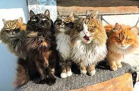 Стаття Власти Краматорска признали уличных котов частью экосистемы города Ранкове місто. Крим