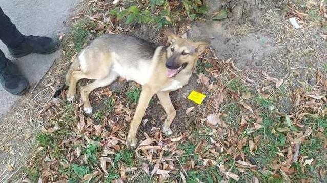 Стаття В Борисполе патрульные нашли водителя, который у них на глазах сбил собаку Ранкове місто. Крим