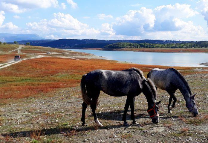 Стаття Пасутся лошади – в сети показали состояние Симферопольского водохранилища — ФОТО Ранкове місто. Крим