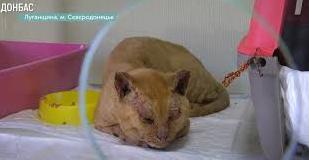 Стаття В северодонецком отеле для котов принимают питомцев, пострадавших от пожара: видео Ранкове місто. Крим