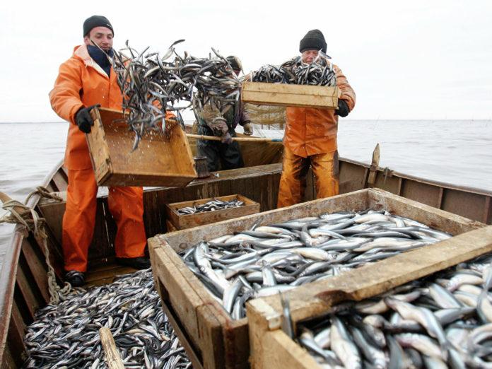 Стаття Оккупанты украли у Украины 108 единиц рыболовного флота Ранкове місто. Крим