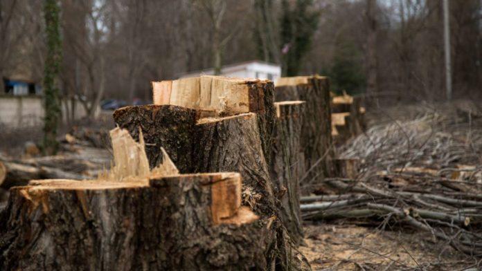 Стаття В оккупированном Севастополе вырубят более ста здоровых деревьев Ранкове місто. Крим