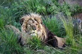 Стаття Про життя врятованого з покровського «зоопарку смерті» лева створили дитячу книжку Ранкове місто. Крим