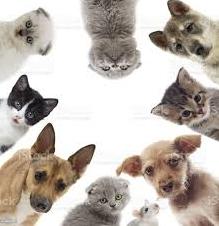 Стаття Всемирный день домашних животных: что это за праздник и почему его отмечают 30 ноября Ранкове місто. Крим