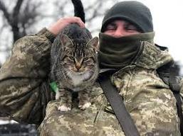 Стаття На КПВВ «Золотое» вместе с пограничниками несут службу коты и собаки: фото Ранкове місто. Крим