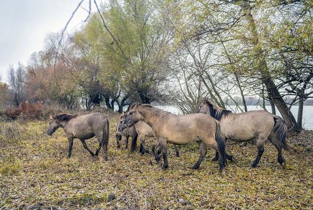 Стаття В дельте Дуная поселили диких лошадей Ранкове місто. Крим