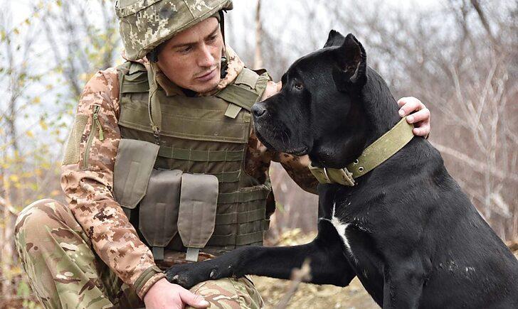 Стаття «Вірні супутники на «нулі», — на Донбасі поруч з військовими служать собаки елітної породи Ранкове місто. Крим