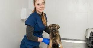 Стаття В Краматорске создадут стерилизационный центр для бездомных животных Ранкове місто. Крим