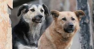 Стаття В Волновахе на Донетчине жители создали петицию по созданию приюта для животных Ранкове місто. Крим