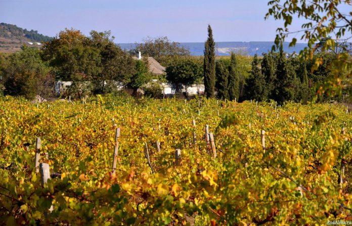 Стаття В связи с расширением заселенной местности заниматься выращиванием винограда станет невозможно Ранкове місто. Крим