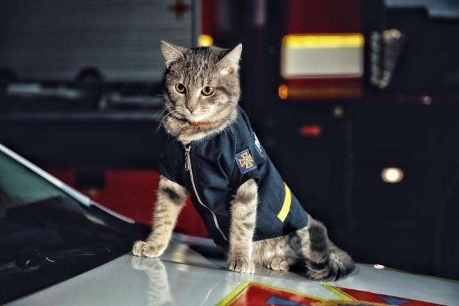 Стаття Незвичайний рятувальник. Безпритульне кошеня дослужилось до звання майора в ДСНС Ранкове місто. Крим