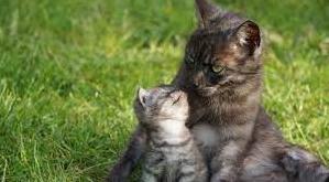 Стаття Мама всегда заботится о своем ребенке, даже если это мама-кошка Ранкове місто. Крим