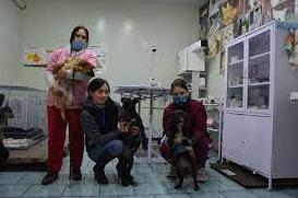 Стаття В Мариуполе волонтеры спасли жизнь раненой собаке Ранкове місто. Крим