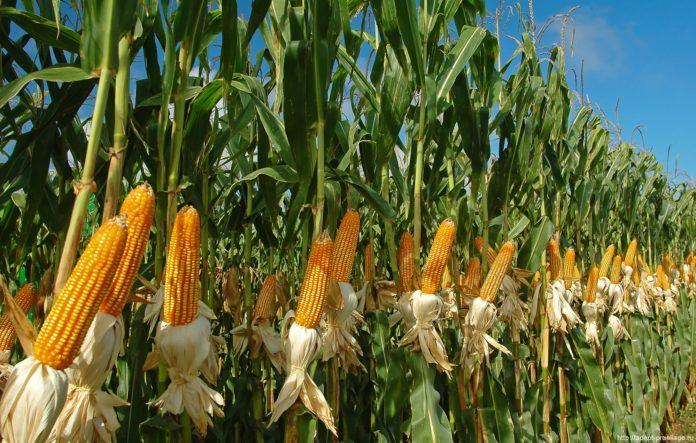 Стаття Кукуруза, рис, соя: что больше не растет в Крыму из-за оккупации Ранкове місто. Крим