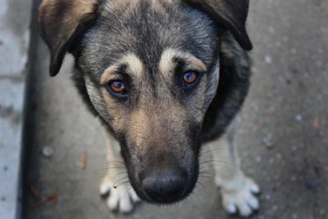 Стаття Під Києвом жорстоко познущалися над собакою - нелюдів вже шукають: відео Ранкове місто. Крим