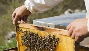 Стаття Учительница, врач и экономистка: как женщины развивают пчеловодство на Донбассе Ранкове місто. Крим