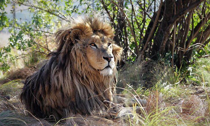 Стаття «Кожного дня почуваються все краще»: як в Африці живуть леви з покровського «зоопарку смерті». Фото Ранкове місто. Крим